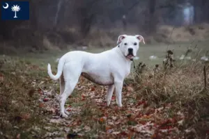 Read more about the article Dogo Argentino breeders and puppies in South Carolina