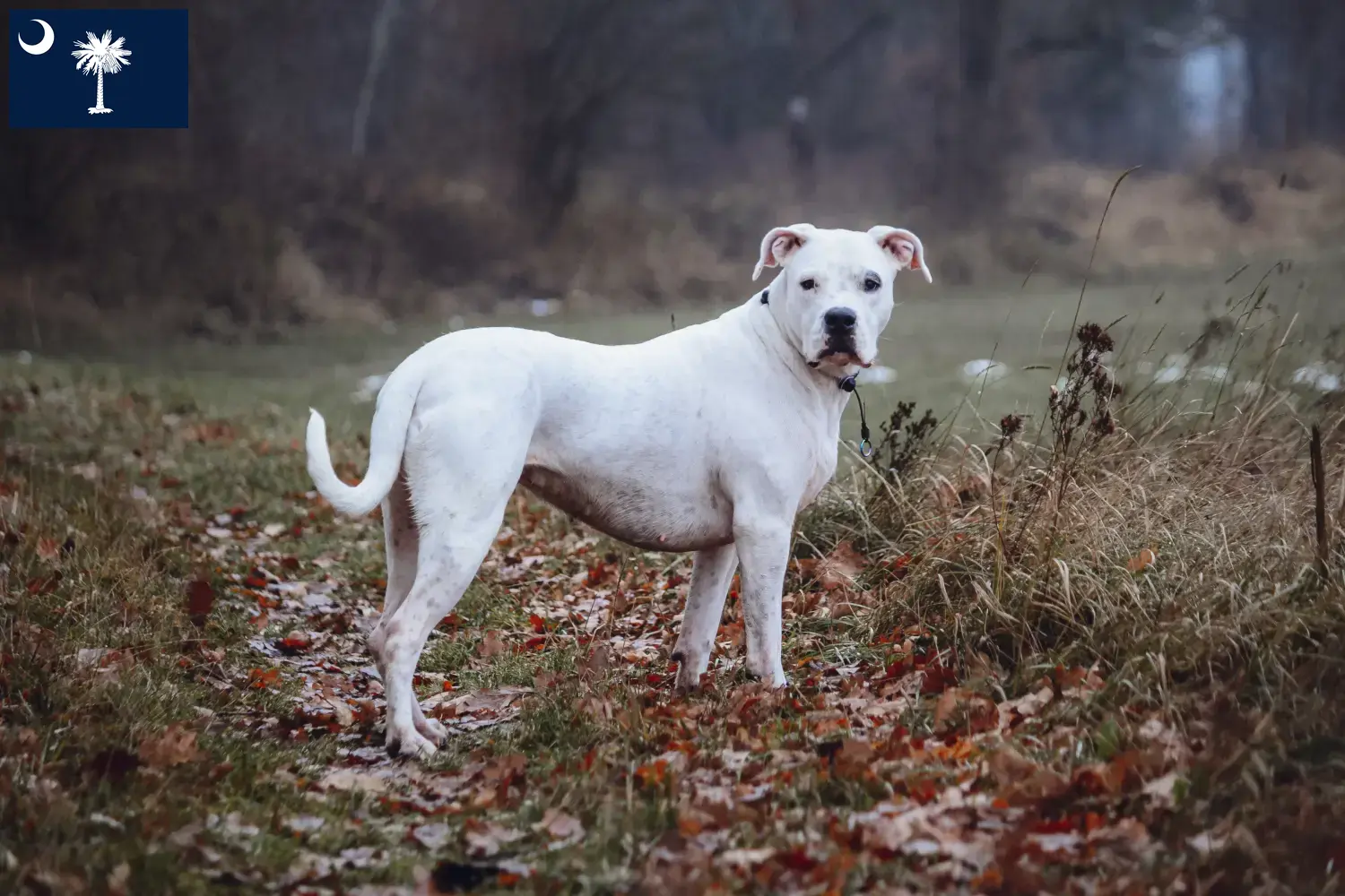 Dogo Argentino puppies and breeders South Carolina Find Dogo Argentinos breeders in South Carolina.