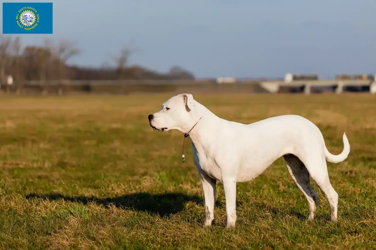 Dogo Argentino puppies and breeders South Dakota Find Dogo Argentinos breeders in South Dakota.