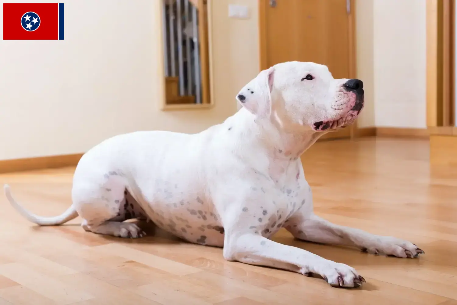 Dogo Argentino puppies and breeder Tennessee Find Dogo Argentinos breeders in Tennessee.