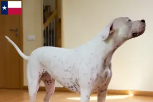 Read more about the article Dogo Argentino breeders and puppies in Texas