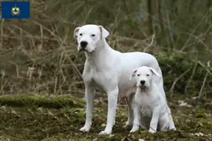 Read more about the article Dogo Argentino breeders and puppies in Vermont