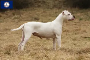 Read more about the article Dogo Argentino breeders and puppies in Virginia