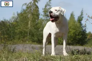 Read more about the article Dogo Argentino breeders and puppies in West Virginia