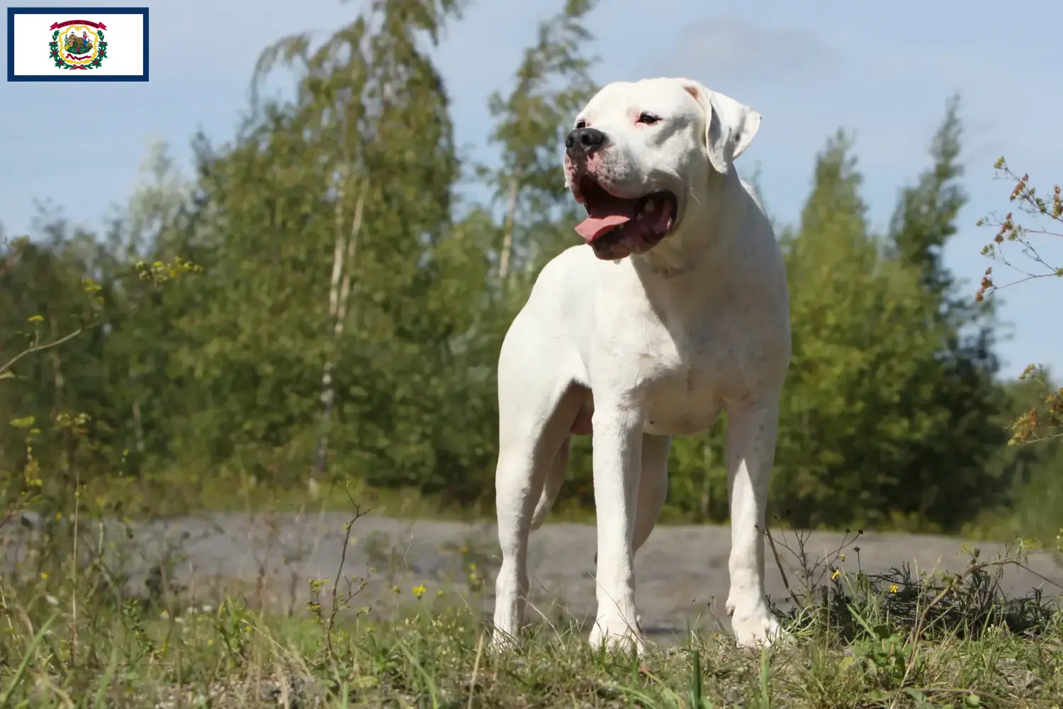 Dogo Argentino puppies and breeders West Virginia Find Dogo Argentinos breeders in West Virginia.
