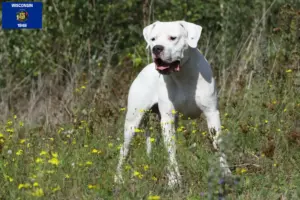 Read more about the article Dogo Argentino breeders and puppies in Wisconsin