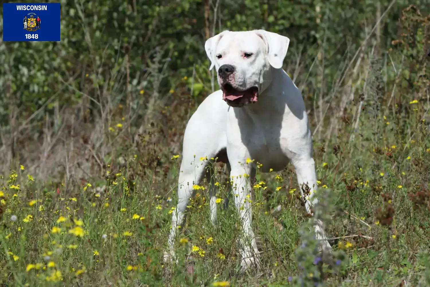 Dogo Argentino puppies and breeders Wisconsin Find Dogo Argentinos breeders in Wisconsin.