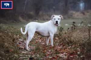 Read more about the article Dogo Argentino breeders and puppies in Wyoming