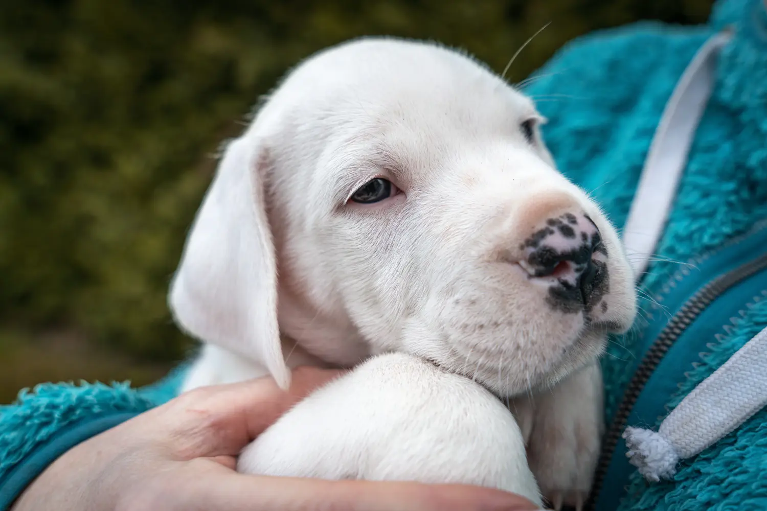 Buying a Dogo Argentino puppy means taking responsibility! Buy Dogo Argentino puppies.