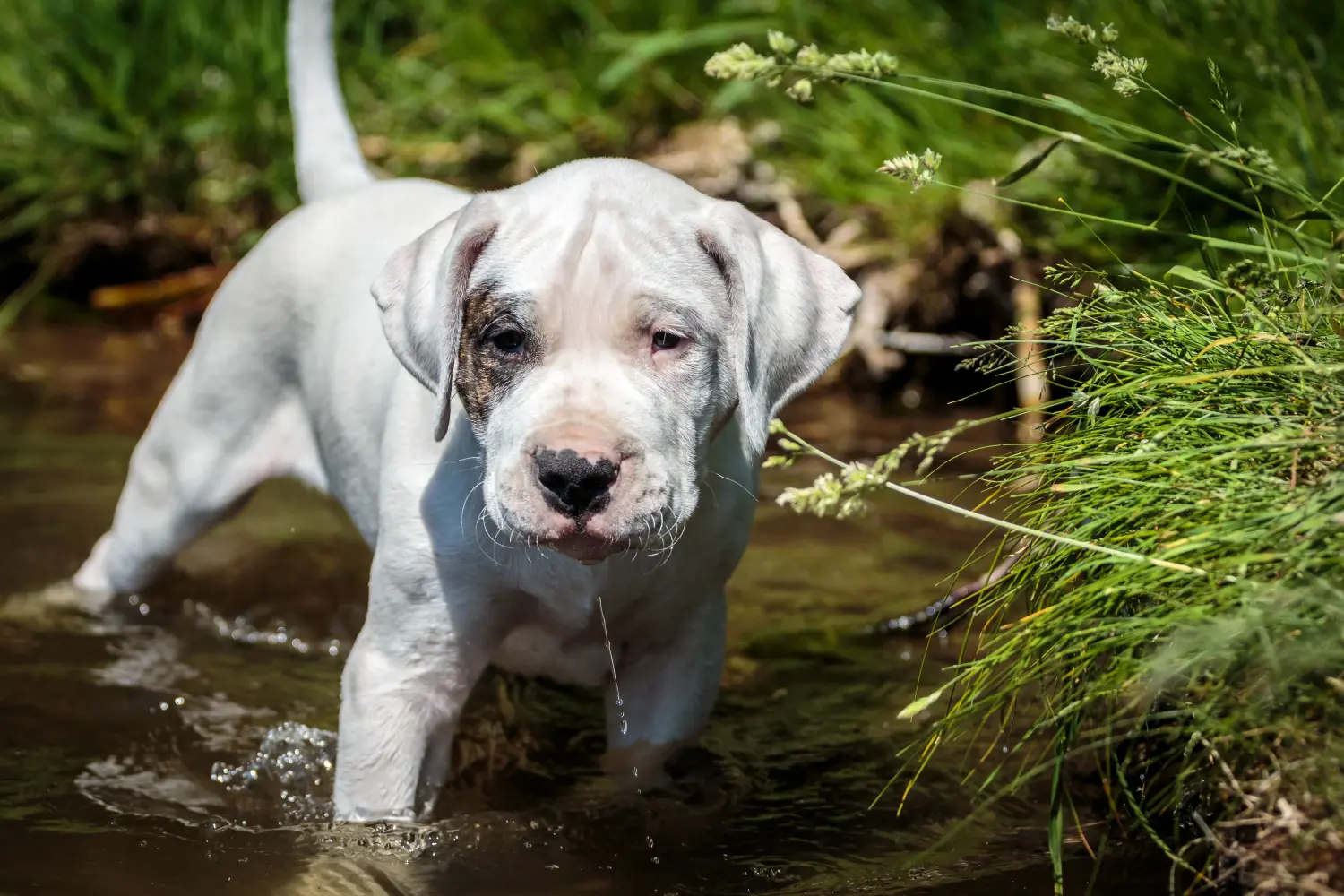 Buying a Dogo Argentino puppy means taking responsibility! Buy Dogo Argentino puppies.