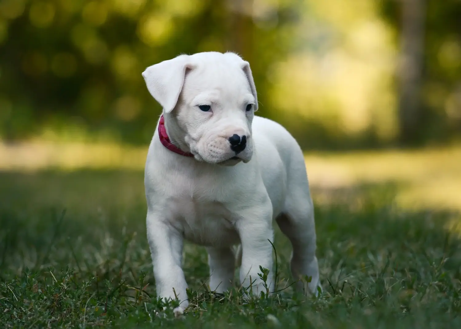 Buying a Dogo Argentino puppy means taking responsibility! Buy Dogo Argentino puppies.