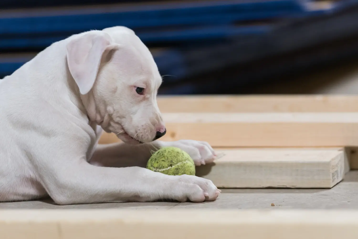 Buying a Dogo Argentino puppy means taking responsibility! Buy Dogo Argentino puppies.