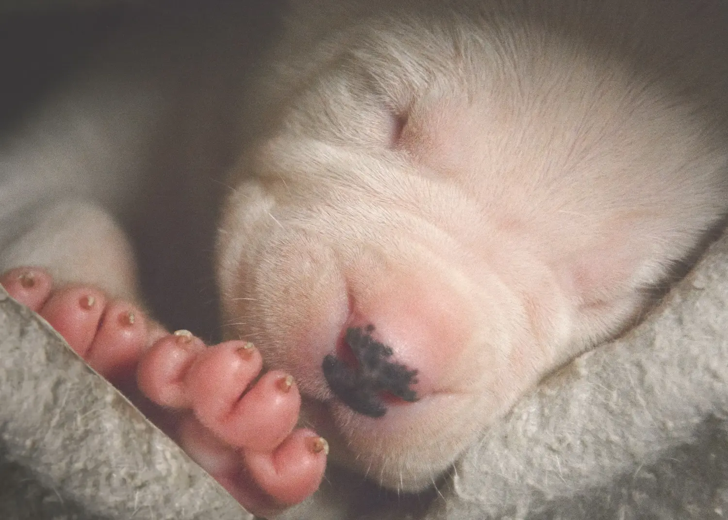 Buying a Dogo Argentino puppy means taking responsibility! Buy Dogo Argentino puppies.