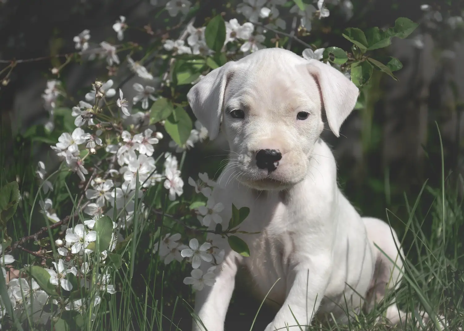 Buying a Dogo Argentino puppy means taking responsibility! Buy Dogo Argentino puppies.