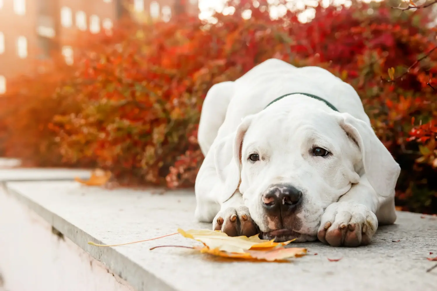 Buying a Dogo Argentino puppy means taking responsibility! Buy Dogo Argentino puppies.