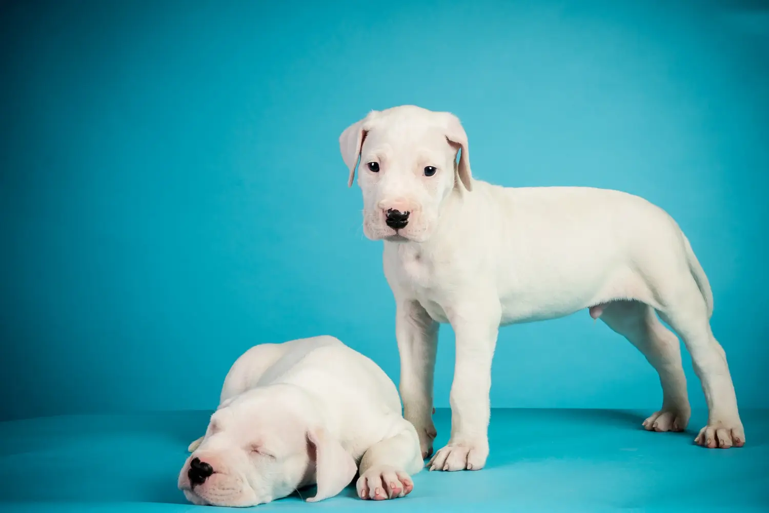 Buying a Dogo Argentino puppy means taking responsibility! Buy Dogo Argentino puppies.