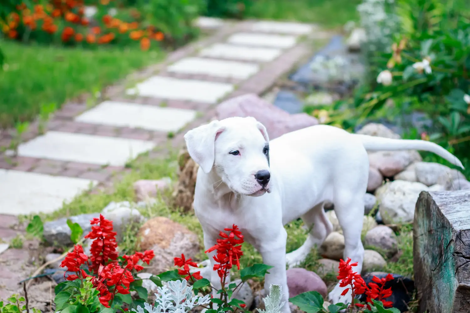 Buying a Dogo Argentino puppy means taking responsibility! Buy Dogo Argentino puppies.