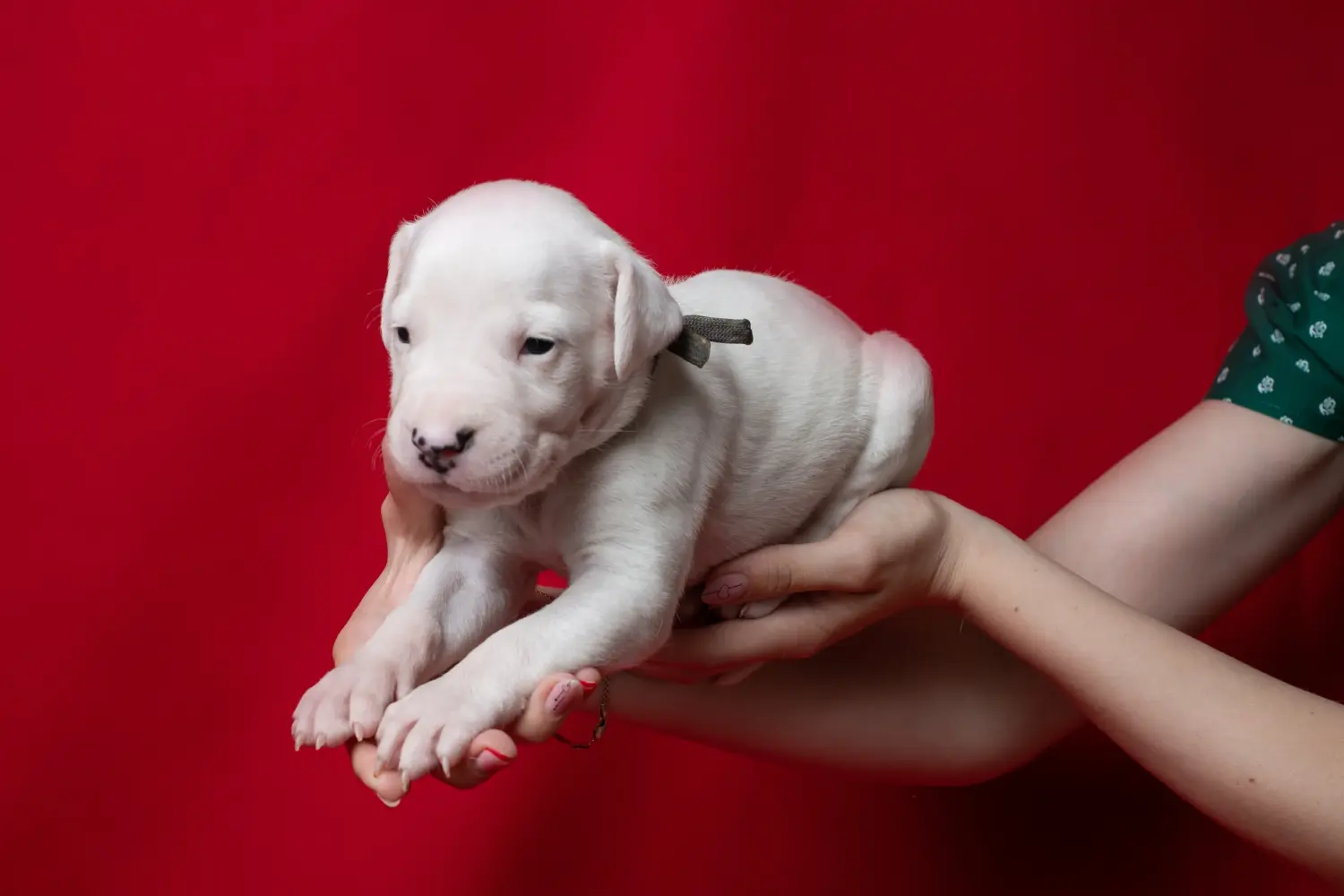 Buying a Dogo Argentino puppy means taking responsibility! Buy Dogo Argentino puppies.