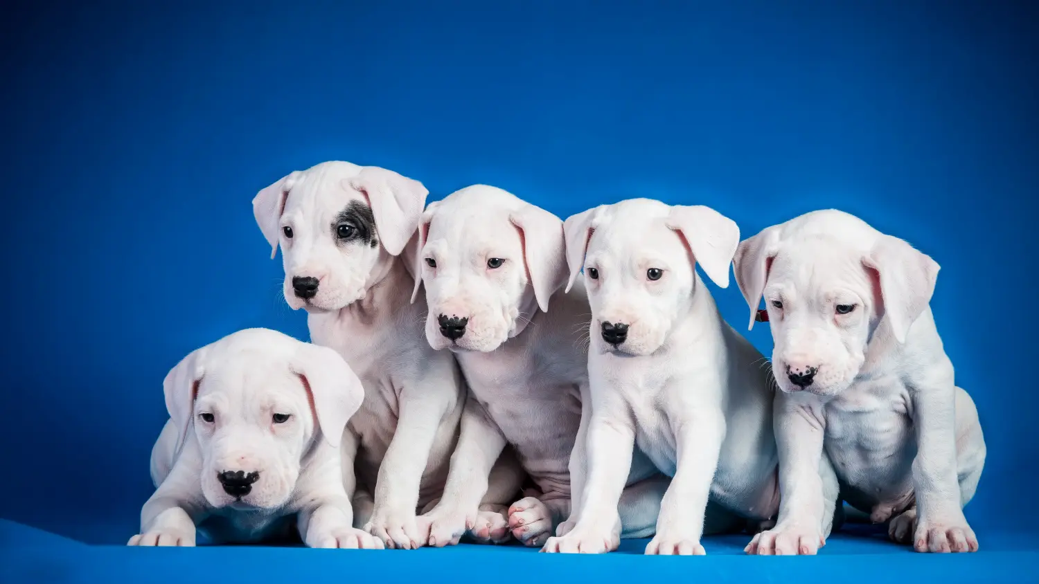 Buying a Dogo Argentino puppy means taking responsibility! Buy Dogo Argentino puppies.