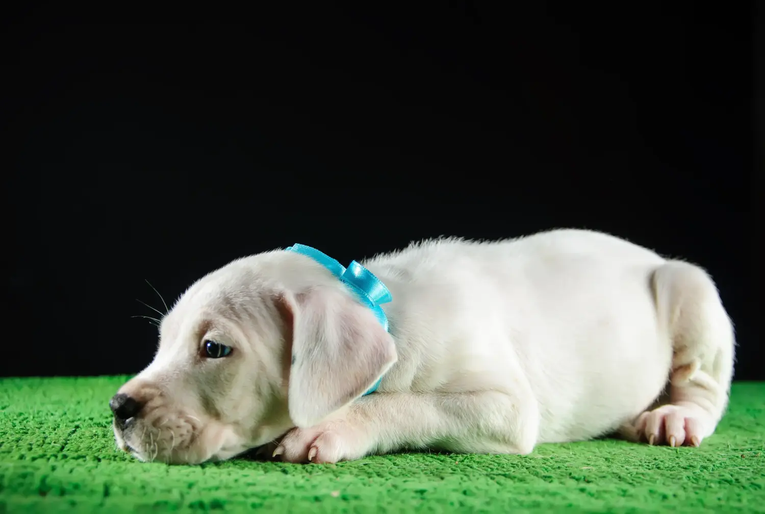 Buying a Dogo Argentino puppy means taking responsibility! Buy Dogo Argentino puppies.