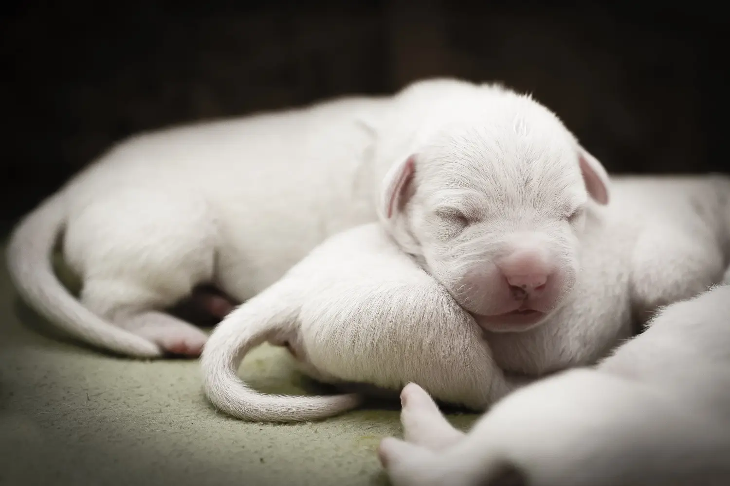 Buying a Dogo Argentino puppy means taking responsibility! Buy Dogo Argentino puppies.