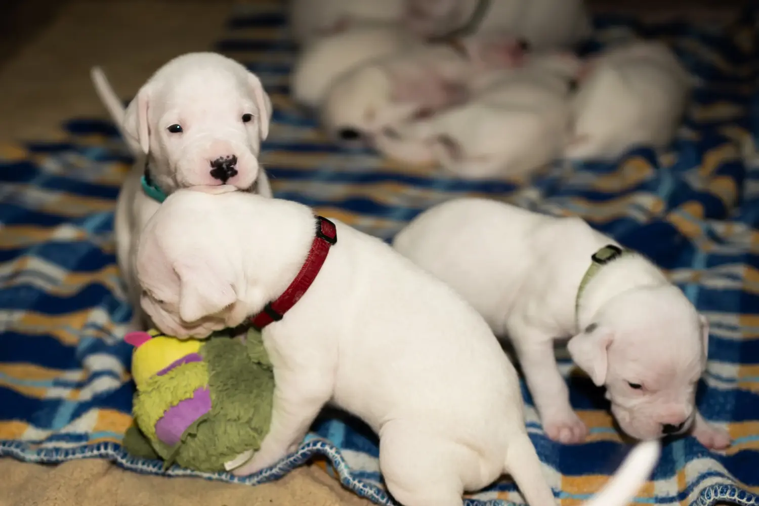 Buying a Dogo Argentino puppy means taking responsibility! Buy Dogo Argentino puppies.