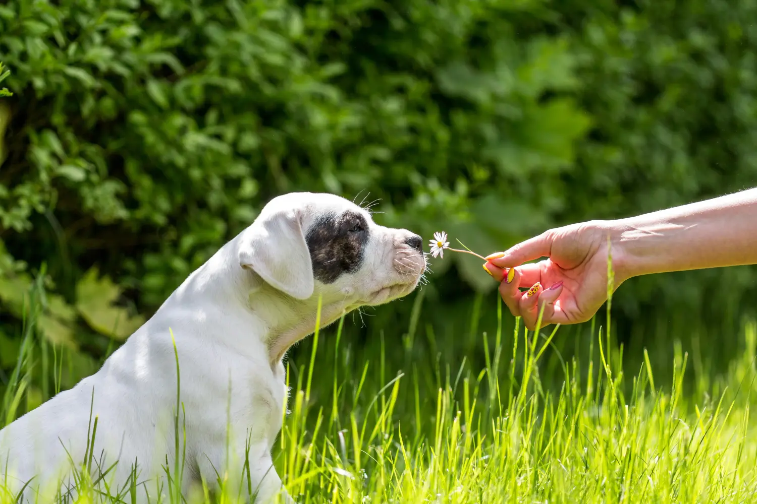 Buying a Dogo Argentino puppy means taking responsibility! Buy Dogo Argentino puppies.