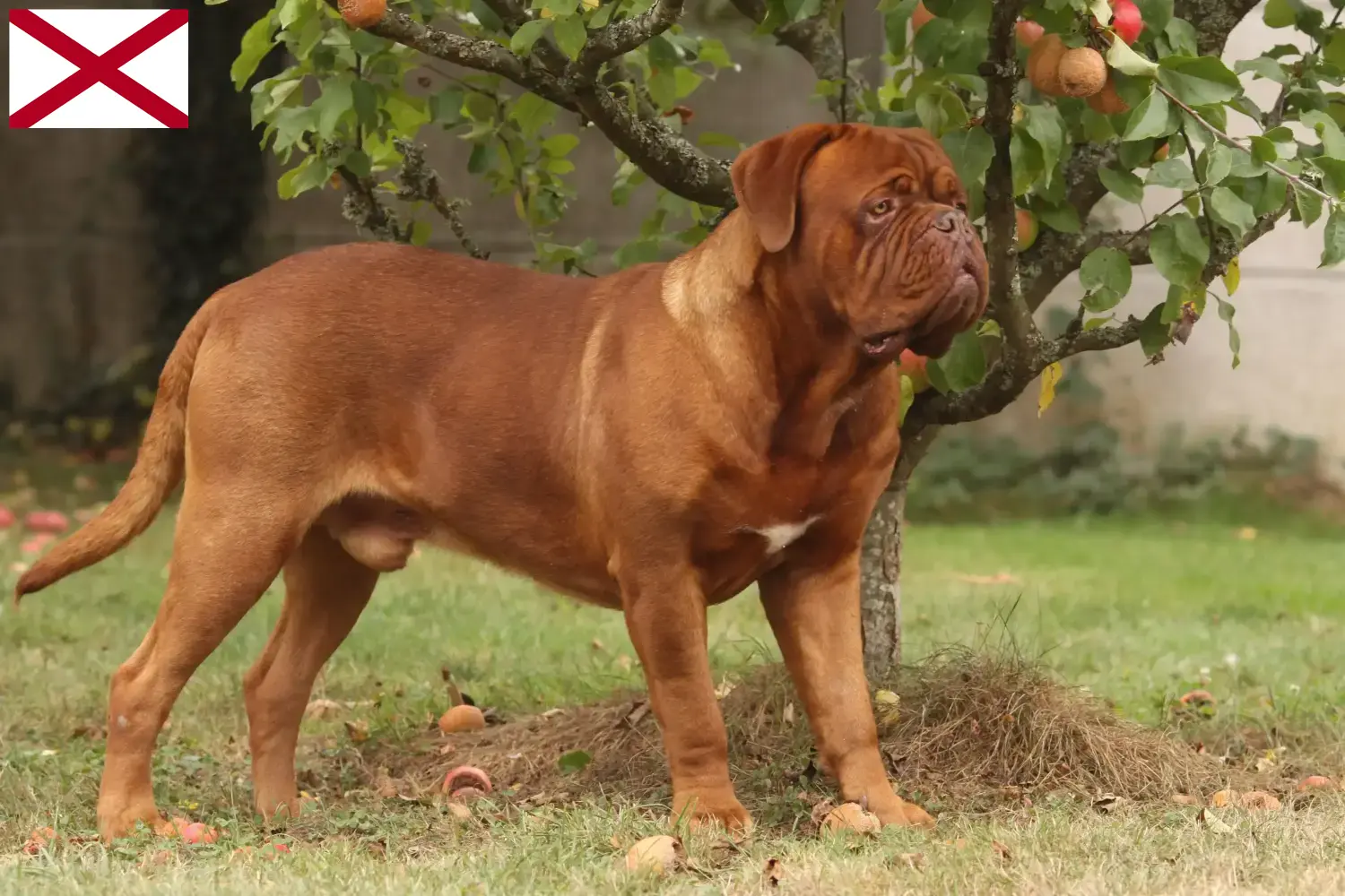 Dogue de Bordeaux puppies and breeder Alabama Find Dogue de Bordeaux breeders in Alabama.