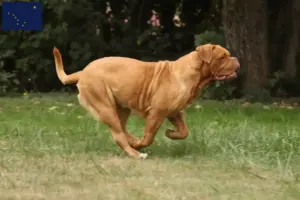 Read more about the article Dogue de Bordeaux breeders and puppies in Alaska