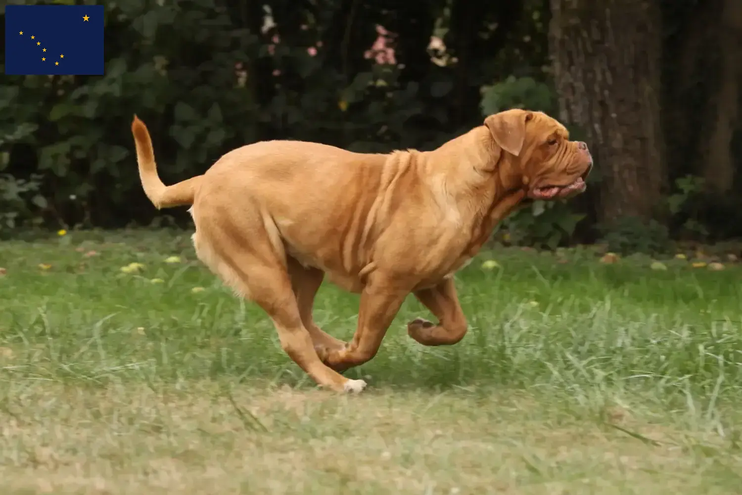 Dogue de Bordeaux puppies and breeder Alaska Find Dogue de Bordeaux breeders in Alaska.