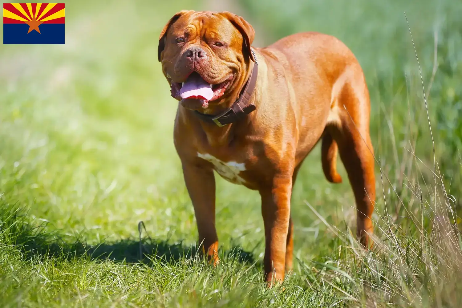 Dogue de Bordeaux puppies and breeder Arizona Find Dogue de Bordeaux breeders in Arizona.
