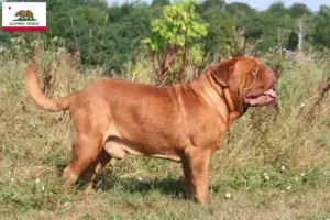 Read more about the article Dogue de Bordeaux breeders and puppies in California