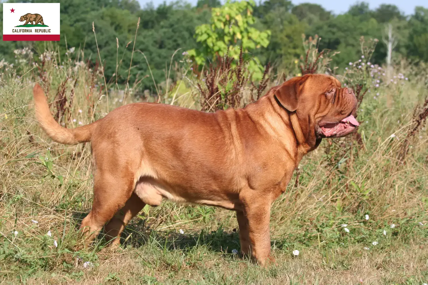 Read more about the article Dogue de Bordeaux breeders and puppies in California