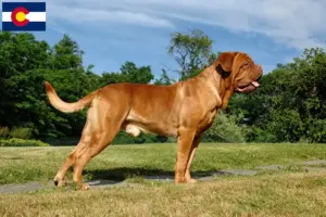 Read more about the article Dogue de Bordeaux breeders and puppies in Colorado