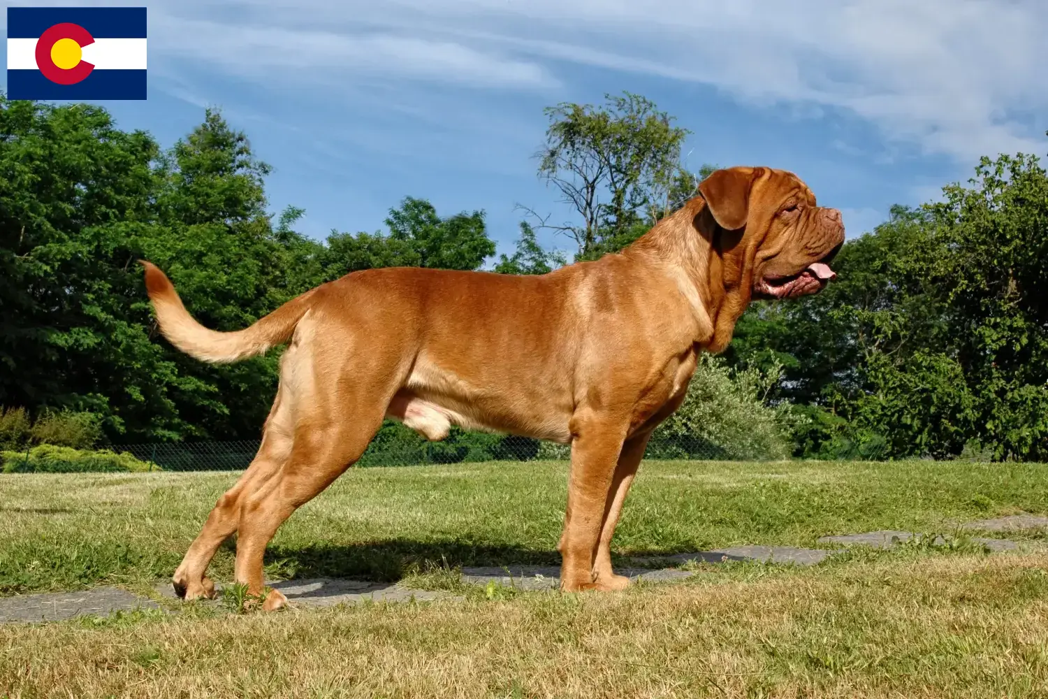 Read more about the article Dogue de Bordeaux breeders and puppies in Colorado
