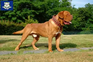 Read more about the article Dogue de Bordeaux breeders and puppies in Connecticut