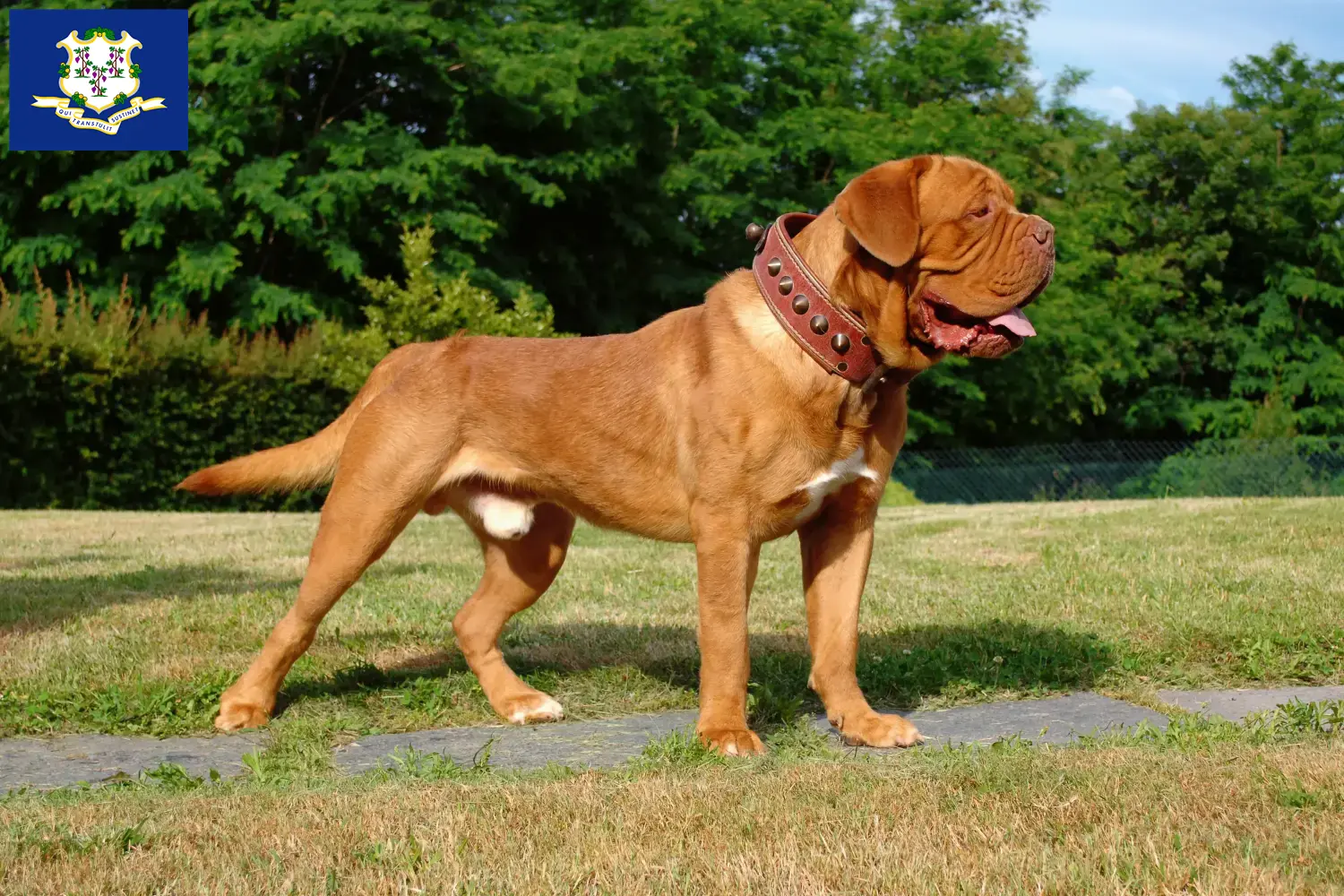 Read more about the article Dogue de Bordeaux breeders and puppies in Connecticut