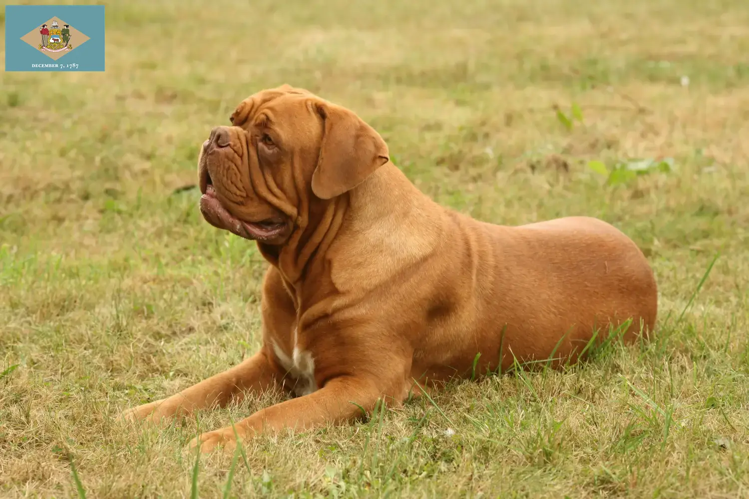 Read more about the article Dogue de Bordeaux breeders and puppies in Delaware