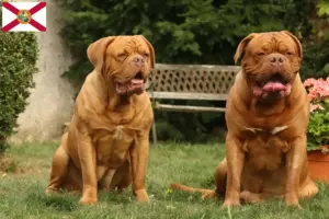 Read more about the article Dogue de Bordeaux breeders and puppies in Florida