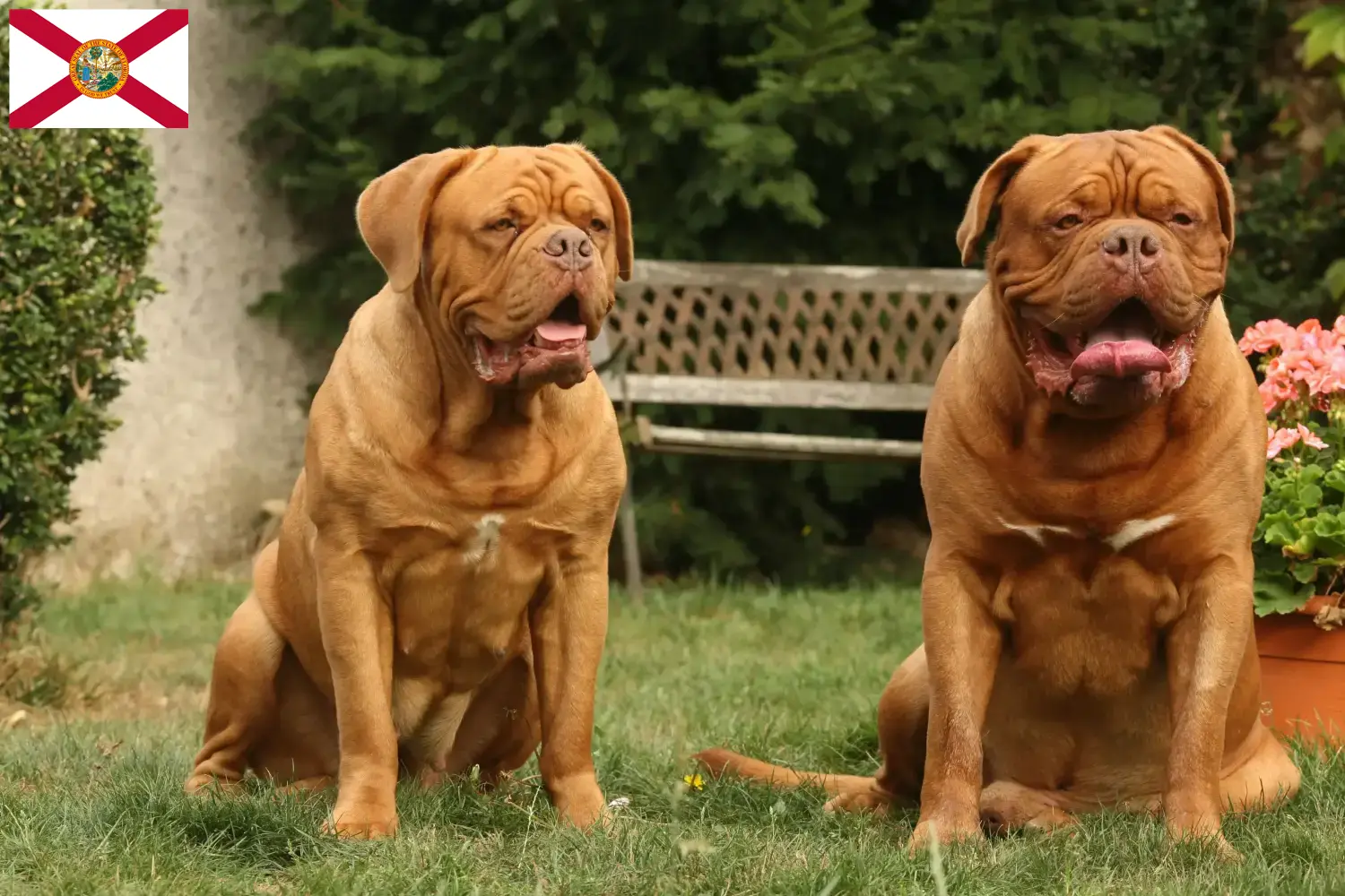 Read more about the article Dogue de Bordeaux breeders and puppies in Florida