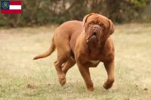 Read more about the article Dogue de Bordeaux breeders and puppies in Georgia