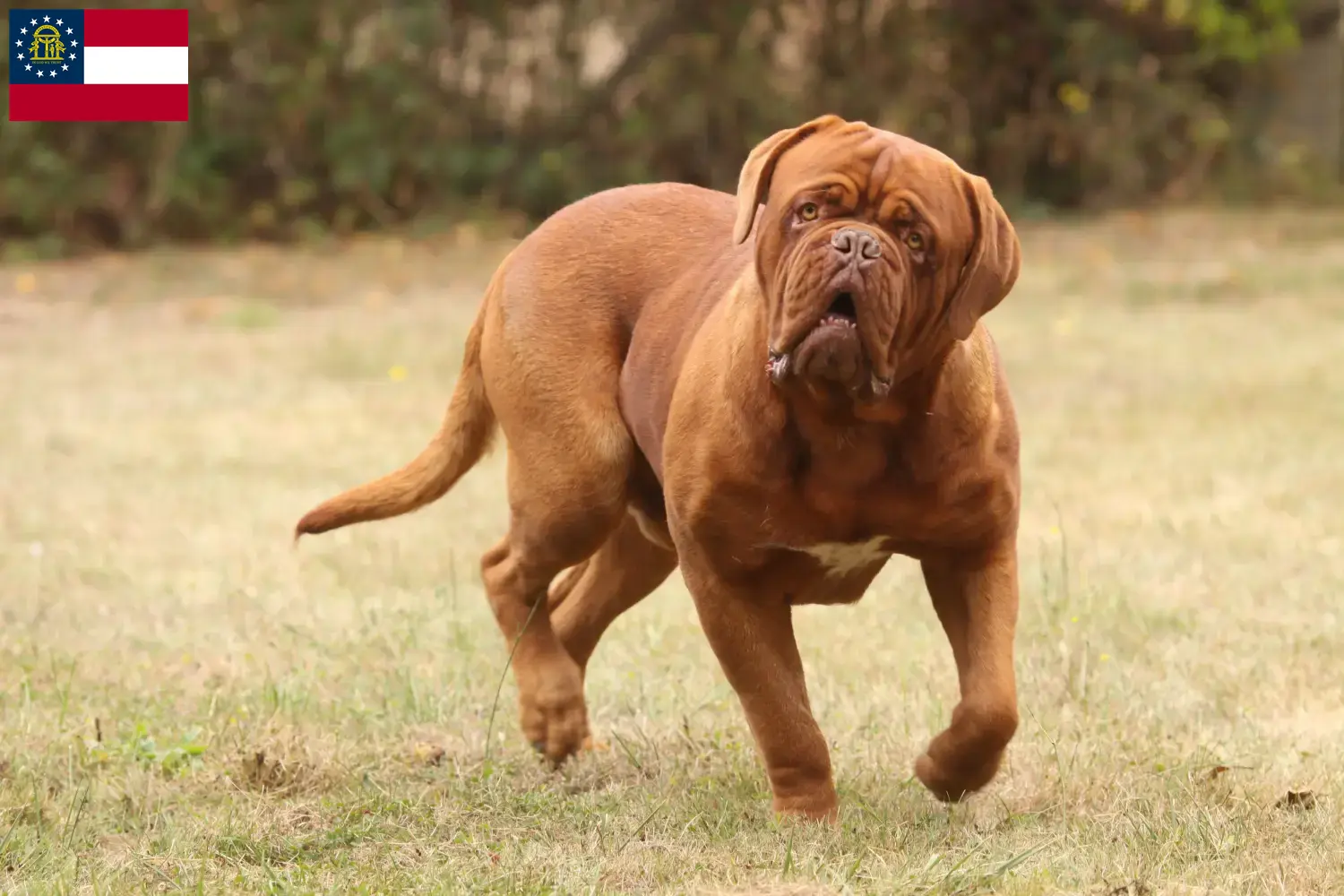 Read more about the article Dogue de Bordeaux breeders and puppies in Georgia