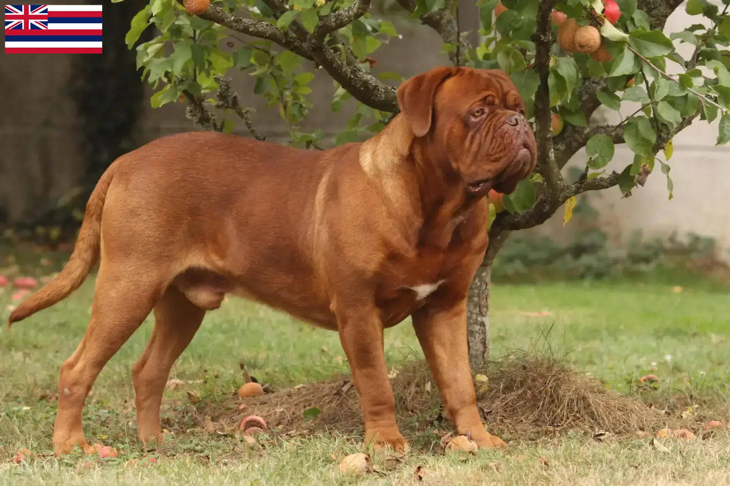 Read more about the article Dogue de Bordeaux breeders and puppies in Hawaii