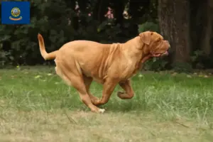 Read more about the article Dogue de Bordeaux breeders and puppies in Idaho
