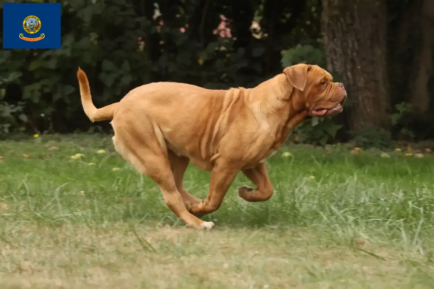 Read more about the article Dogue de Bordeaux breeders and puppies in Idaho