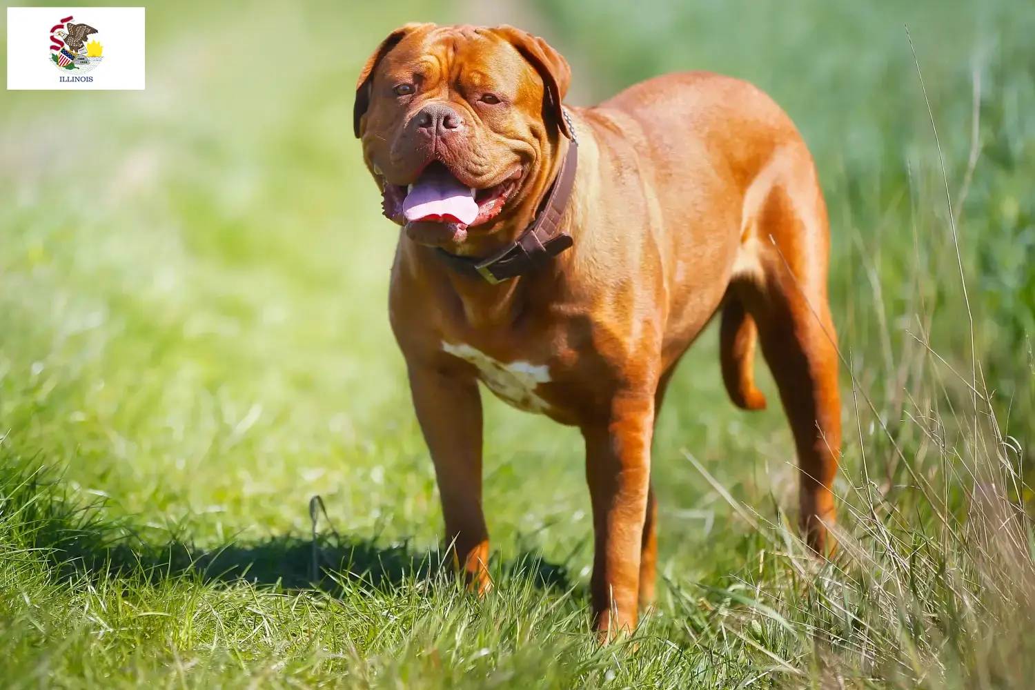 Read more about the article Dogue de Bordeaux breeders and puppies in Illinois