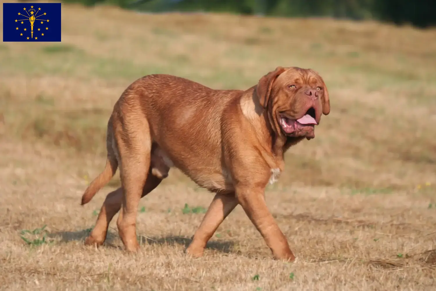 Read more about the article Dogue de Bordeaux breeders and puppies in Indiana