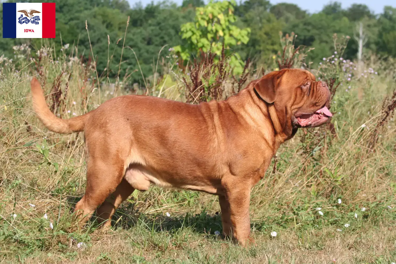 Dogue de Bordeaux puppies and breeder Iowa Find Dogue de Bordeaux breeders in Iowa.