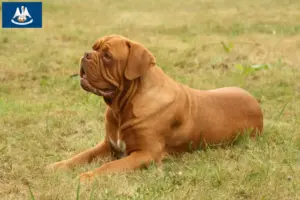 Read more about the article Dogue de Bordeaux breeders and puppies in Louisiana