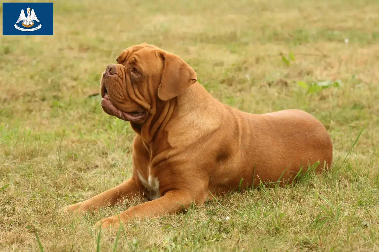 Dogue de Bordeaux puppies and breeder Louisiana Find Dogue de Bordeaux breeders in Louisiana.